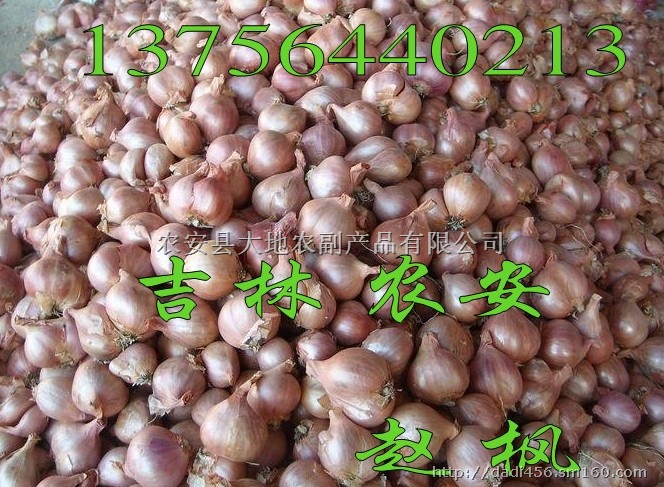 请问哪里有收购毛葱的,我家在黑龙江绥化,东三